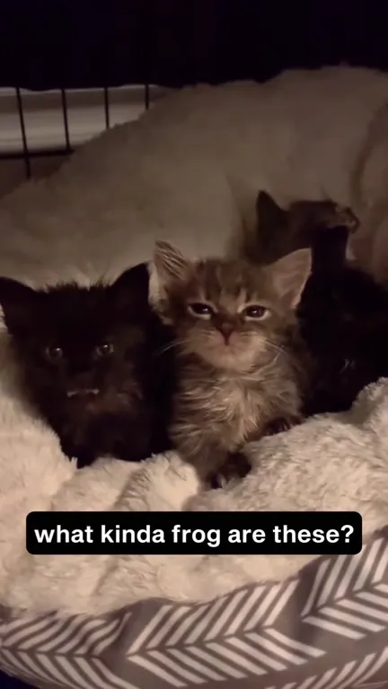 What Kinda Frog Are These?