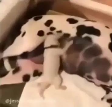 Щенок будит пятнистого пса