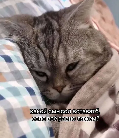 Кот не видит смысла вставать