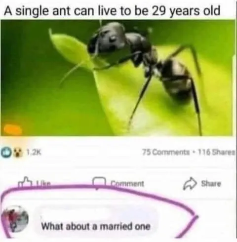 Married Ant Lifespan