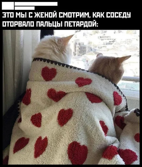 Коты смотрят на соседа