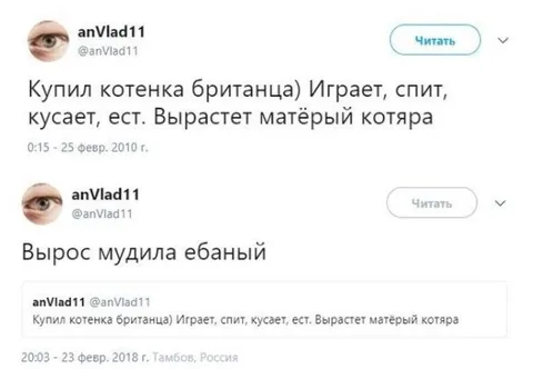 Котёнок вырос в мудилу