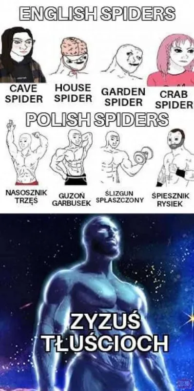 Polskie pająki kontra Zyzus Tłuscioch
