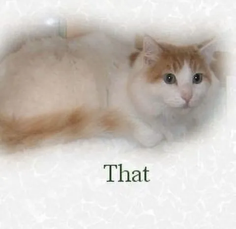 That Cat Reaction