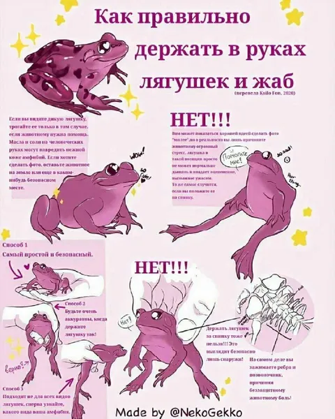 Как правильно держать лягушек и жаб