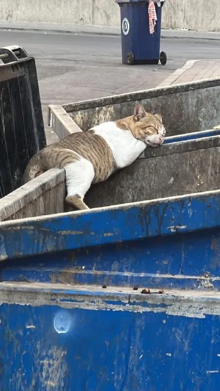 Кот отдыхает в контейнере