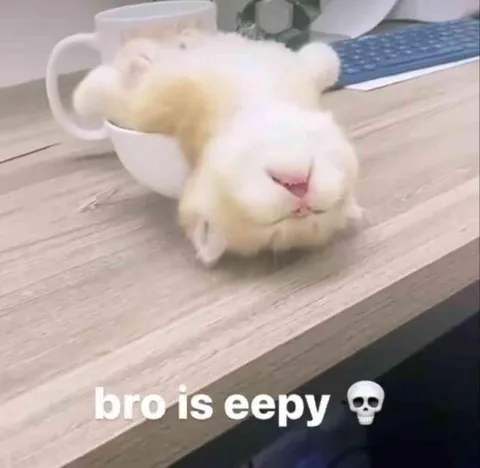 Bro Is Eepy Bunny