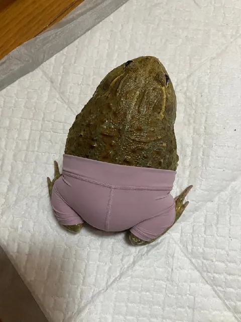 Лягушка в смешных штанишках