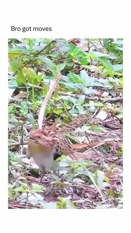 Bird Has Got Moves