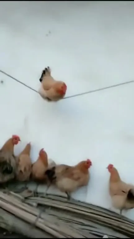 Курица крутится на проводе