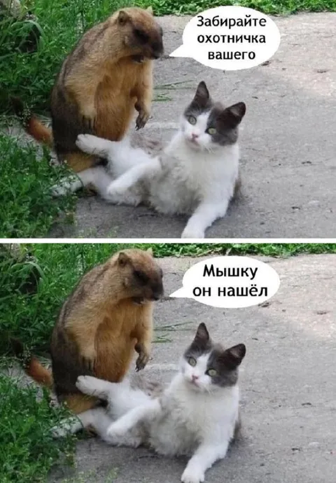 Кот нашёл мышку