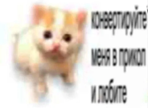 Котёнок просится в приют
