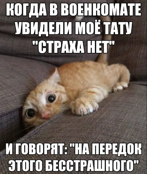 Кот с татуировкой «Страха нет»