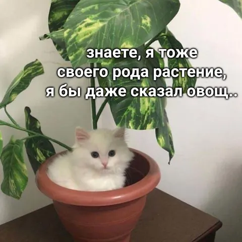Кот в горшке с растением