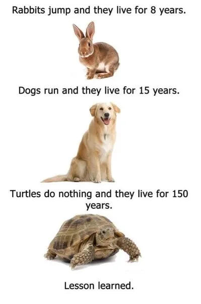 Turtles Do Nothing and Live Forever