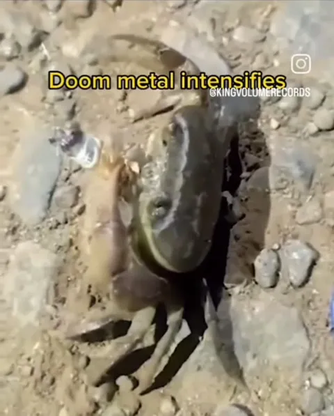 Doom Metal Crab Intensifies