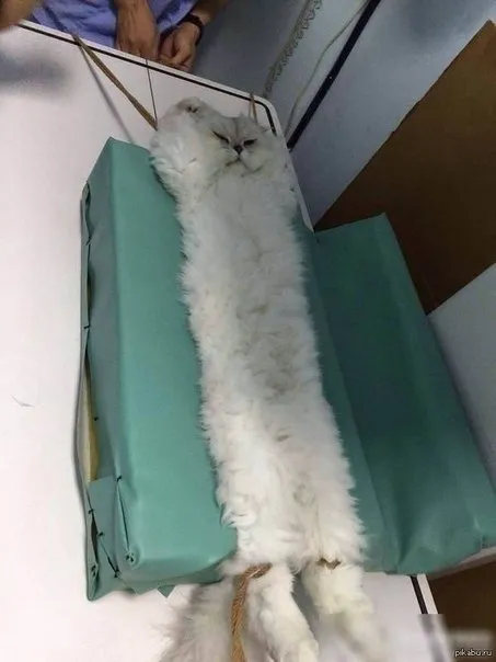 Кот растянулся на операционном столе