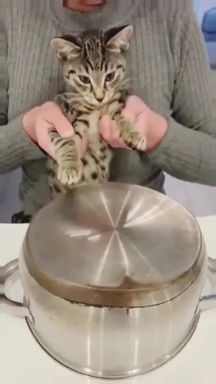 Cats Go Guillotine