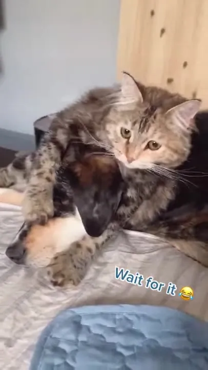 Kitten Hugs Dog Reveal
