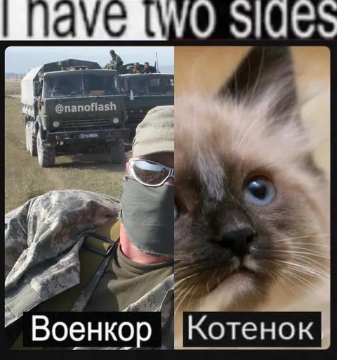 Военкор и котенок