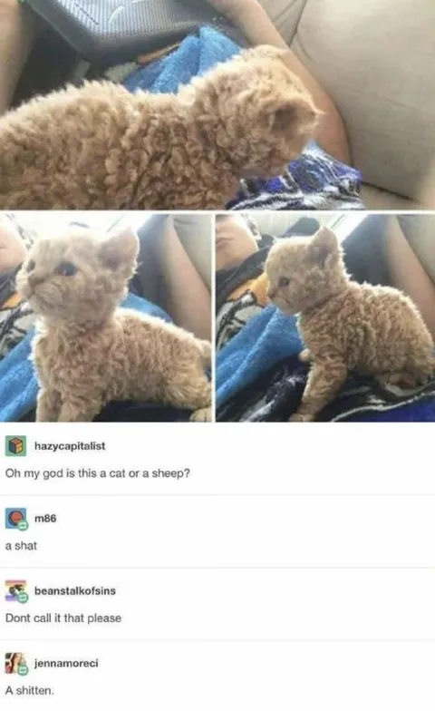 Cat or Sheep Confusion