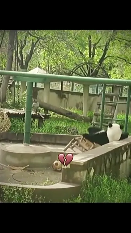 Панда разбивает сердце на качелях