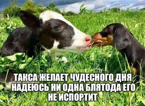 Такса желает чудесного дня