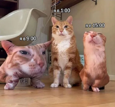 Кошки в разное время дня