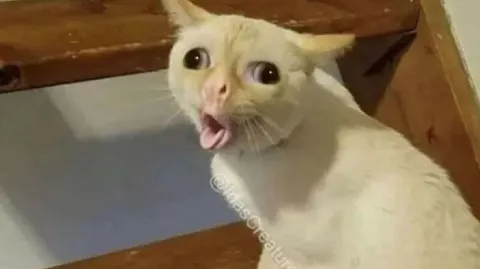 Кричащий белый кот