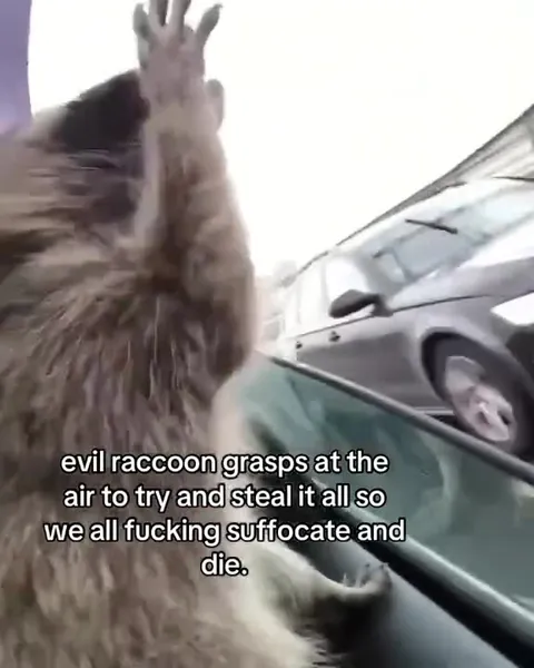 Evil Raccoon Steals the Air