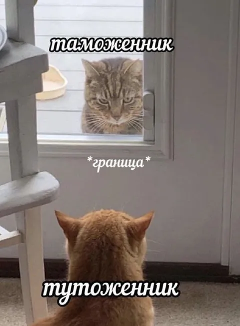 Коты на границе