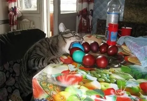 Кот выбирает шарик