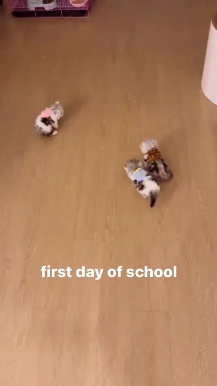 Kittens on the First Day of School