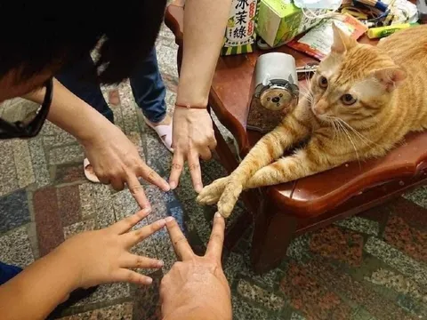 Кот играет в ладушки