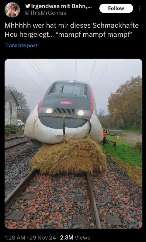 Zug frisst leckeres Heu