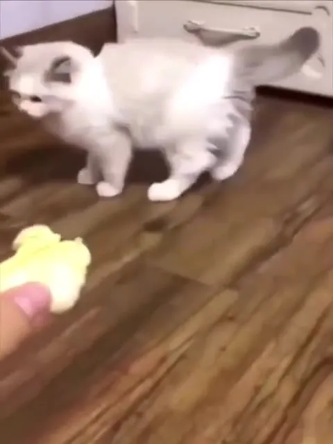 Коты реагируют на дуриан