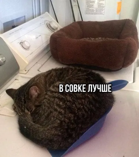 Коту лучше в совке