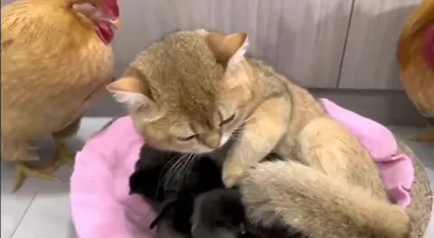 Кошка стала мамой цыплят