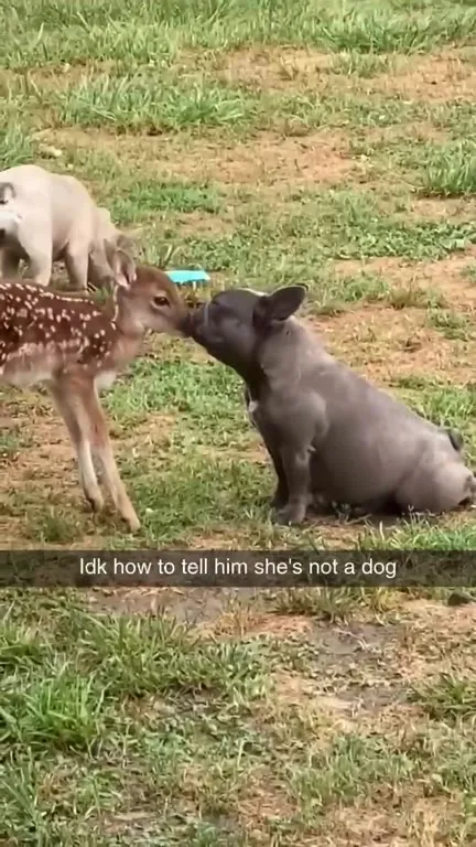 Fawn Thinks French Bulldog Is a Deer