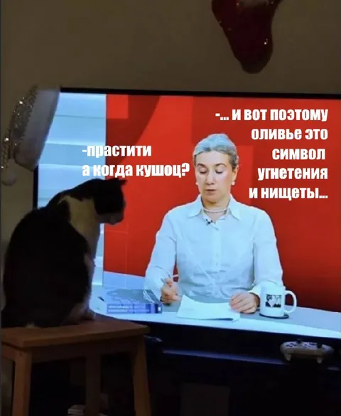 Кот спорит с телевизором