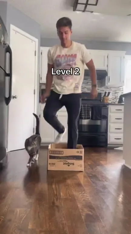 Cat Box Jumping Challenge