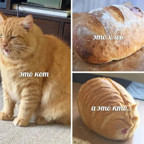 Кот или хлеб