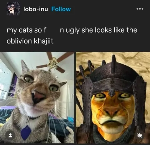Cat Looks Like Oblivion Khajiit