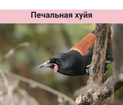 Печальная хуя на дереве