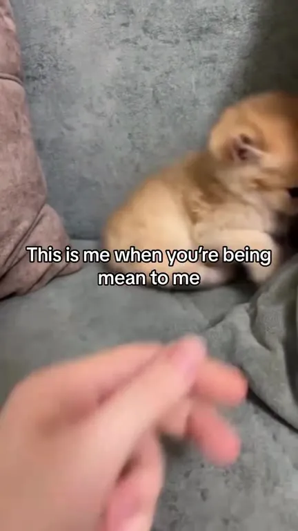 Kitten Hides When You're Mean