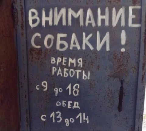 Собаки работают по графику