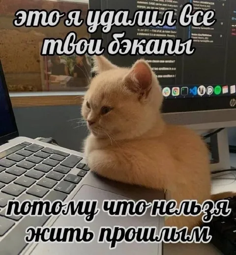 Кот понял, что нельзя жить прошлым