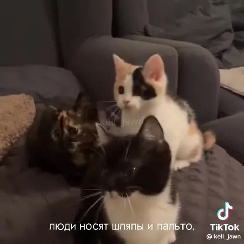 Кошки не похожи на людей