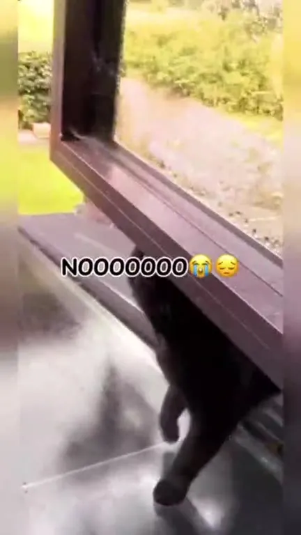 Cat Misses the Open Window