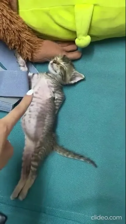 Котёнок под ксилофон